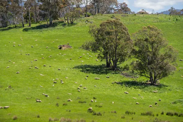 Kırsal Avustralya 'daki yemyeşil bir tepede koyun sürüsü otluyor. Sürdürülebilir Çimen Yönetimi, Merino koyunları, Yeni Zelanda 'da ve ilkbaharda Avustralya' da otlamak ve yemek.