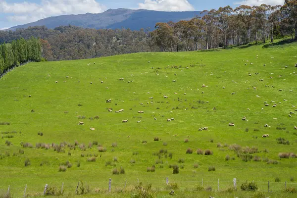 Green Pasture çiftliği sürdürülebilir tarım yapıyor Avustralya 'da yenilenebilir çiftliğin geleceği. Sağlıklı Toprak Yönetimi, Çevre Yönetimi ve Kırsal Peyzaj Gösterimi