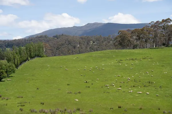 Kırsal Avustralya 'daki yemyeşil bir tepede koyun sürüsü otluyor. Sürdürülebilir Çimen Yönetimi, Merino koyunları, Yeni Zelanda 'da ve ilkbaharda Avustralya' da otlamak ve yemek.