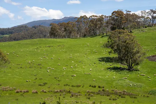 Kırsal Avustralya 'daki yemyeşil bir tepede koyun sürüsü otluyor. Sürdürülebilir Çimen Yönetimi, Merino koyunları, Yeni Zelanda 'da ve ilkbaharda Avustralya' da otlamak ve yemek.