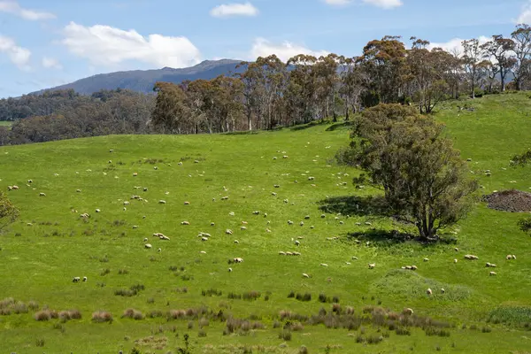 Kırsal Avustralya 'daki yemyeşil bir tepede koyun sürüsü otluyor. Sürdürülebilir Çimen Yönetimi, Merino koyunları, Yeni Zelanda 'da ve ilkbaharda Avustralya' da otlamak ve yemek.