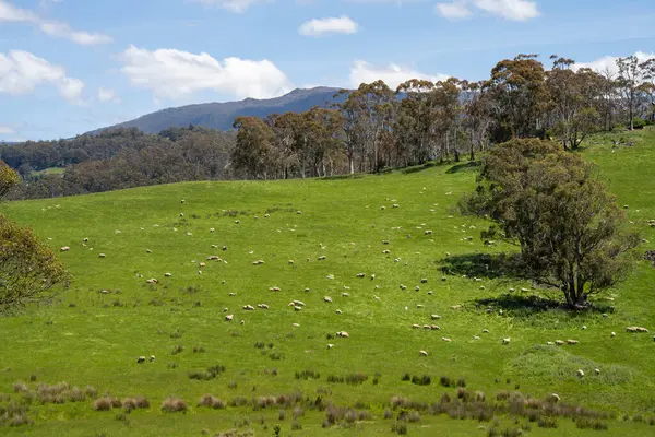 Kırsal Avustralya 'daki yemyeşil bir tepede koyun sürüsü otluyor. Sürdürülebilir Çimen Yönetimi, Merino koyunları, Yeni Zelanda 'da ve ilkbaharda Avustralya' da otlamak ve yemek.