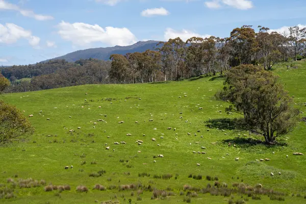 Green Pasture çiftliği sürdürülebilir tarım yapıyor Avustralya 'da yenilenebilir çiftliğin geleceği. Sağlıklı Toprak Yönetimi, Çevre Yönetimi ve Kırsal Peyzaj Gösterimi