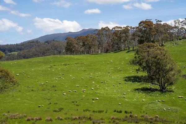 Kırsal Avustralya 'daki yemyeşil bir tepede koyun sürüsü otluyor. Sürdürülebilir Çimen Yönetimi, Merino koyunları, Yeni Zelanda 'da ve ilkbaharda Avustralya' da otlamak ve yemek.