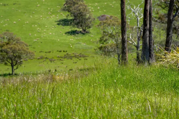 Kırsal Avustralya 'daki yemyeşil bir tepede koyun sürüsü otluyor. Sürdürülebilir Çimen Yönetimi, Merino koyunları, Yeni Zelanda 'da ve ilkbaharda Avustralya' da otlamak ve yemek.
