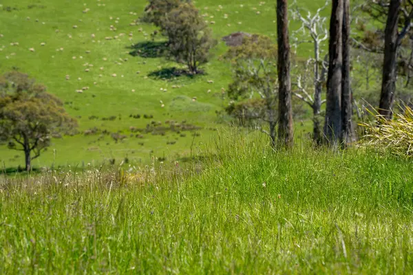 Kırsal Avustralya 'daki yemyeşil bir tepede koyun sürüsü otluyor. Sürdürülebilir Çimen Yönetimi, Merino koyunları, Yeni Zelanda 'da ve ilkbaharda Avustralya' da otlamak ve yemek.