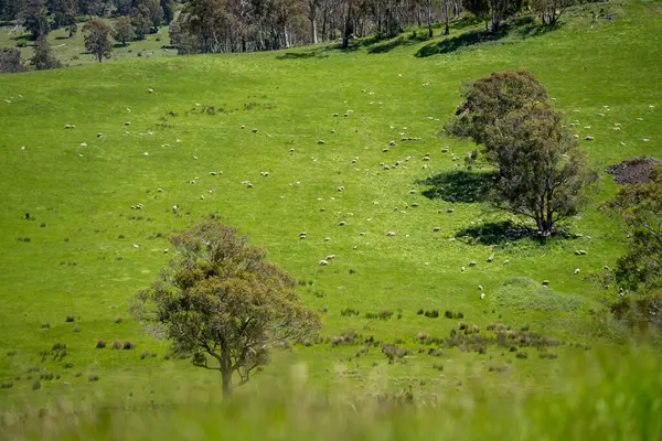 Green Pasture çiftliği sürdürülebilir tarım yapıyor Avustralya 'da yenilenebilir çiftliğin geleceği. Sağlıklı Toprak Yönetimi, Çevre Yönetimi ve Kırsal Peyzaj Gösterimi