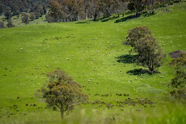 Kırsal Avustralya 'daki yemyeşil bir tepede koyun sürüsü otluyor. Sürdürülebilir Çimen Yönetimi, Merino koyunları, Yeni Zelanda 'da ve ilkbaharda Avustralya' da otlamak ve yemek.