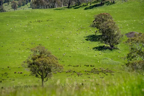 Kırsal Avustralya 'daki yemyeşil bir tepede koyun sürüsü otluyor. Sürdürülebilir Çimen Yönetimi, Merino koyunları, Yeni Zelanda 'da ve ilkbaharda Avustralya' da otlamak ve yemek.