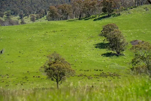 Kırsal Avustralya 'daki yemyeşil bir tepede koyun sürüsü otluyor. Sürdürülebilir Çimen Yönetimi, Merino koyunları, Yeni Zelanda 'da ve ilkbaharda Avustralya' da otlamak ve yemek.