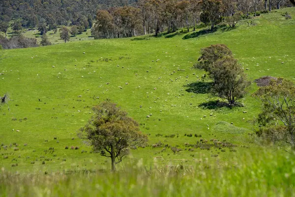Kırsal Avustralya 'daki yemyeşil bir tepede koyun sürüsü otluyor. Sürdürülebilir Çimen Yönetimi, Merino koyunları, Yeni Zelanda 'da ve ilkbaharda Avustralya' da otlamak ve yemek.