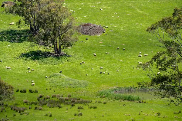 Kırsal Avustralya 'daki yemyeşil bir tepede koyun sürüsü otluyor. Sürdürülebilir Çimen Yönetimi, Merino koyunları, Yeni Zelanda 'da ve ilkbaharda Avustralya' da otlamak ve yemek.