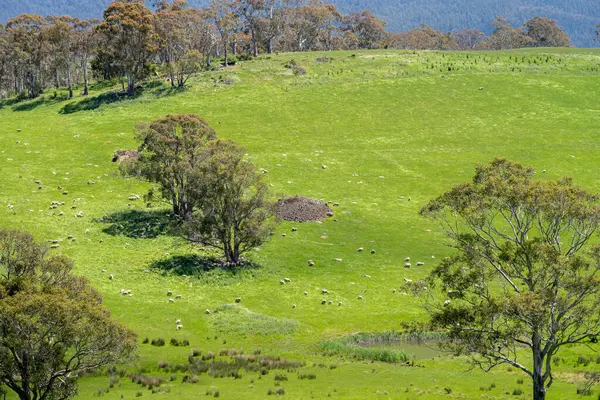 Kırsal Avustralya 'daki yemyeşil bir tepede koyun sürüsü otluyor. Sürdürülebilir Çimen Yönetimi, Merino koyunları, Yeni Zelanda 'da ve ilkbaharda Avustralya' da otlamak ve yemek.