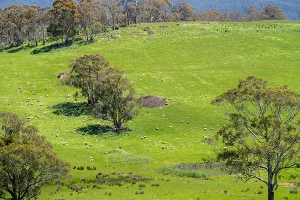 Kırsal Avustralya 'daki yemyeşil bir tepede koyun sürüsü otluyor. Sürdürülebilir Çimen Yönetimi, Merino koyunları, Yeni Zelanda 'da ve ilkbaharda Avustralya' da otlamak ve yemek.