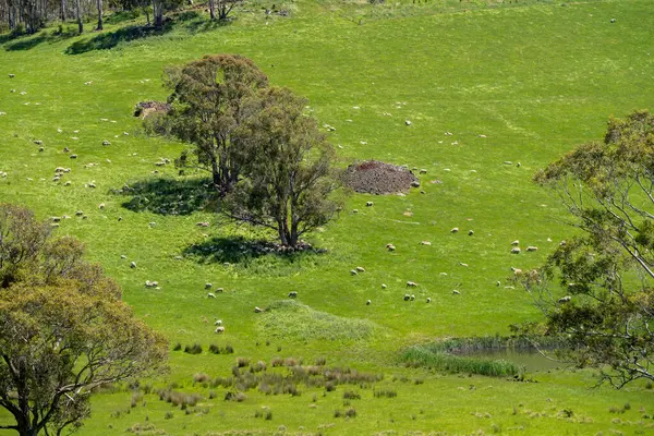 Kırsal Avustralya 'daki yemyeşil bir tepede koyun sürüsü otluyor. Sürdürülebilir Çimen Yönetimi, Merino koyunları, Yeni Zelanda 'da ve ilkbaharda Avustralya' da otlamak ve yemek.