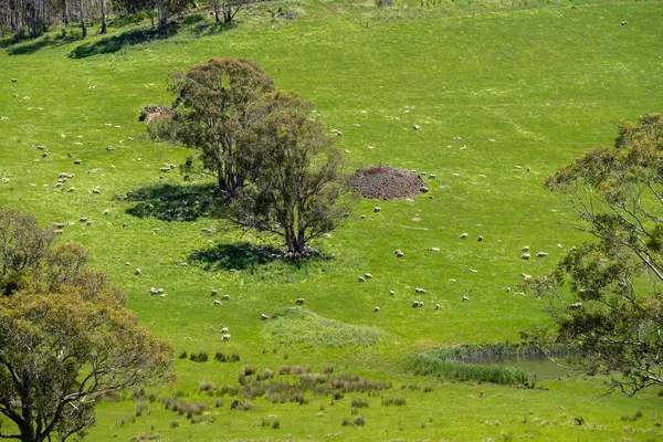 Altın Avustralya Çiftliği, yemyeşil çimleri, tarlada inekleri, sakızlı manzarası var. Geniş Kırsal Araziler ve Avustralya 'da sürdürülebilir yenilenebilir tarım için ilkbaharda