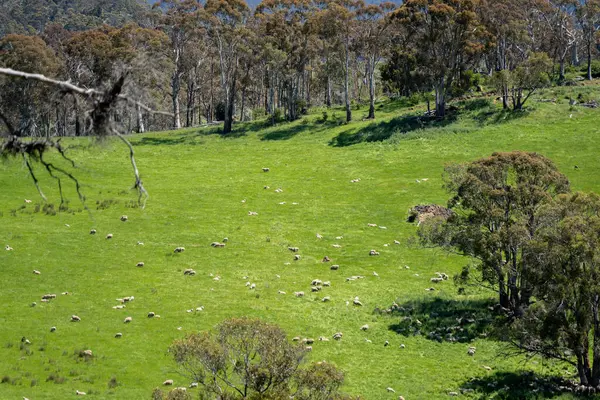 Kırsal Avustralya 'daki yemyeşil bir tepede koyun sürüsü otluyor. Sürdürülebilir Çimen Yönetimi, Merino koyunları, Yeni Zelanda 'da ve ilkbaharda Avustralya' da otlamak ve yemek.