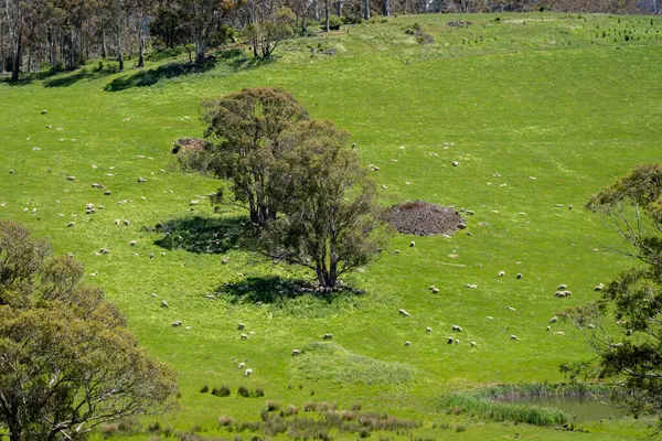 Kırsal Avustralya 'daki yemyeşil bir tepede koyun sürüsü otluyor. Sürdürülebilir Çimen Yönetimi, Merino koyunları, Yeni Zelanda 'da ve ilkbaharda Avustralya' da otlamak ve yemek.