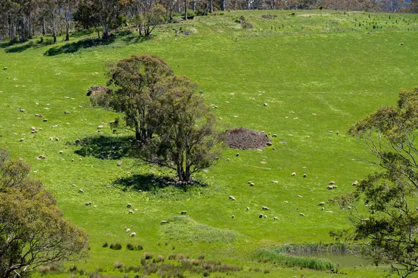 Kırsal Avustralya 'daki yemyeşil bir tepede koyun sürüsü otluyor. Sürdürülebilir Çimen Yönetimi, Merino koyunları, Yeni Zelanda 'da ve ilkbaharda Avustralya' da otlamak ve yemek.