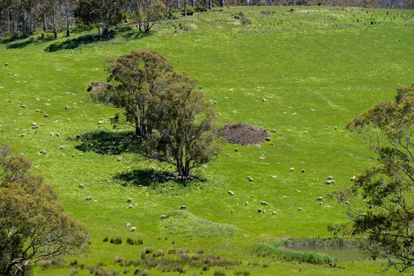 Kırsal Avustralya 'daki yemyeşil bir tepede koyun sürüsü otluyor. Sürdürülebilir Çimen Yönetimi, Merino koyunları, Yeni Zelanda 'da ve ilkbaharda Avustralya' da otlamak ve yemek.