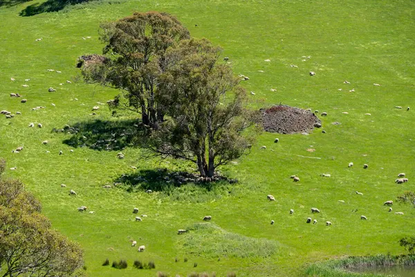 Kırsal Avustralya 'daki yemyeşil bir tepede koyun sürüsü otluyor. Sürdürülebilir Çimen Yönetimi, Merino koyunları, Yeni Zelanda 'da ve ilkbaharda Avustralya' da otlamak ve yemek.