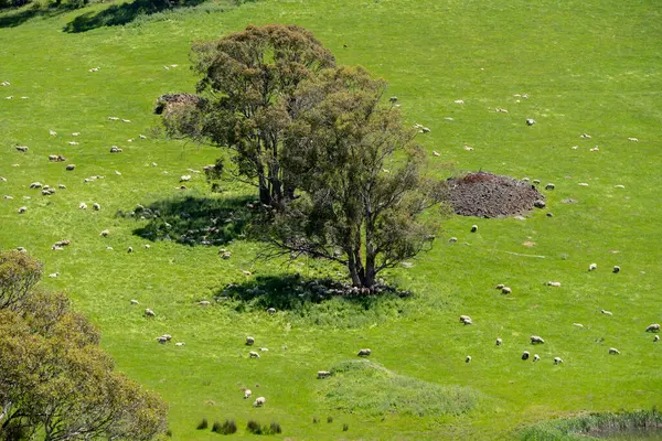 Kırsal Avustralya 'daki yemyeşil bir tepede koyun sürüsü otluyor. Sürdürülebilir Çimen Yönetimi, Merino koyunları, Yeni Zelanda 'da ve ilkbaharda Avustralya' da otlamak ve yemek.