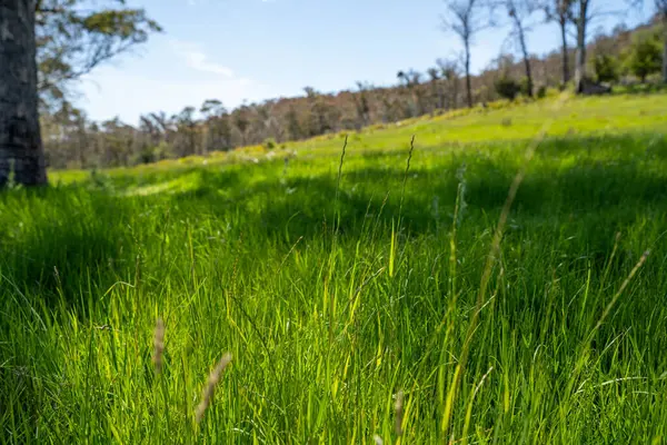 Kırsal Avustralya 'daki yemyeşil bir tepede koyun sürüsü otluyor. Sürdürülebilir Çimen Yönetimi, Merino koyunları, Yeni Zelanda 'da ve ilkbaharda Avustralya' da otlamak ve yemek.