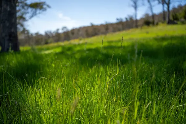Green Pasture çiftliği sürdürülebilir tarım yapıyor Avustralya 'da yenilenebilir çiftliğin geleceği. Sağlıklı Toprak Yönetimi, Çevre Yönetimi ve Kırsal Peyzaj Gösterimi