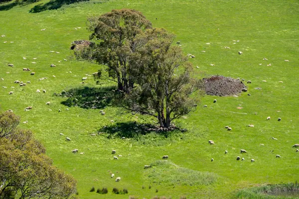 Altın Avustralya Çiftliği, yemyeşil çimleri, tarlada inekleri, sakızlı manzarası var. Geniş Kırsal Araziler ve Avustralya 'da sürdürülebilir yenilenebilir tarım için ilkbaharda