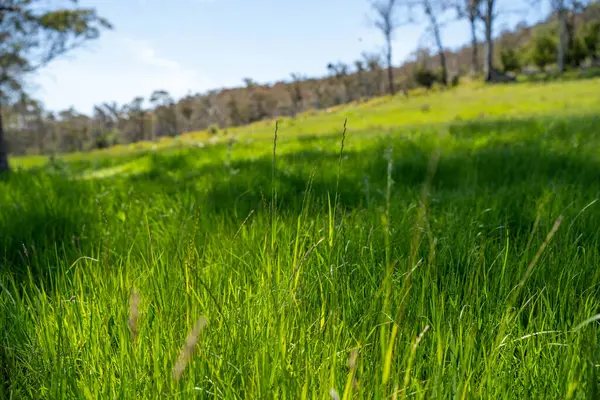 Kırsal Avustralya 'daki yemyeşil bir tepede koyun sürüsü otluyor. Sürdürülebilir Çimen Yönetimi, Merino koyunları, Yeni Zelanda 'da ve ilkbaharda Avustralya' da otlamak ve yemek.