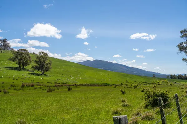 Kırsal Avustralya 'daki yemyeşil bir tepede koyun sürüsü otluyor. Sürdürülebilir Çimen Yönetimi, Merino koyunları, Yeni Zelanda 'da ve ilkbaharda Avustralya' da otlamak ve yemek.