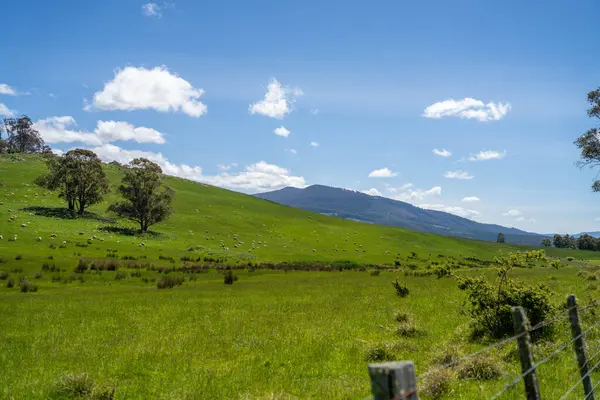 Kırsal Avustralya 'daki yemyeşil bir tepede koyun sürüsü otluyor. Sürdürülebilir Çimen Yönetimi, Merino koyunları, Yeni Zelanda 'da ve ilkbaharda Avustralya' da otlamak ve yemek.