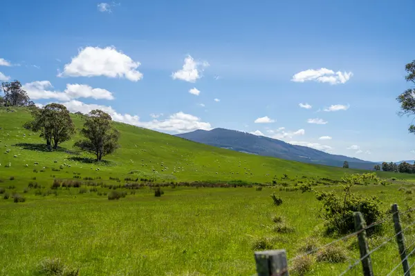 Kırsal Avustralya 'daki yemyeşil bir tepede koyun sürüsü otluyor. Sürdürülebilir Çimen Yönetimi, Merino koyunları, Yeni Zelanda 'da ve ilkbaharda Avustralya' da otlamak ve yemek.