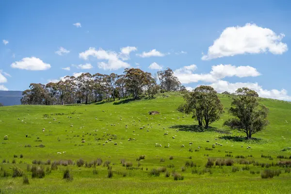 Kırsal Avustralya 'daki yemyeşil bir tepede koyun sürüsü otluyor. Sürdürülebilir Çimen Yönetimi, Merino koyunları, Yeni Zelanda 'da ve ilkbaharda Avustralya' da otlamak ve yemek.