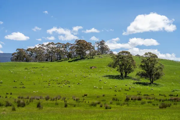 Kırsal Avustralya 'daki yemyeşil bir tepede koyun sürüsü otluyor. Sürdürülebilir Çimen Yönetimi, Merino koyunları, Yeni Zelanda 'da ve ilkbaharda Avustralya' da otlamak ve yemek.