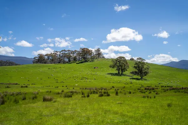 Green Pasture çiftliği sürdürülebilir tarım yapıyor Avustralya 'da yenilenebilir çiftliğin geleceği. Sağlıklı Toprak Yönetimi, Çevre Yönetimi ve Kırsal Peyzaj Gösterimi