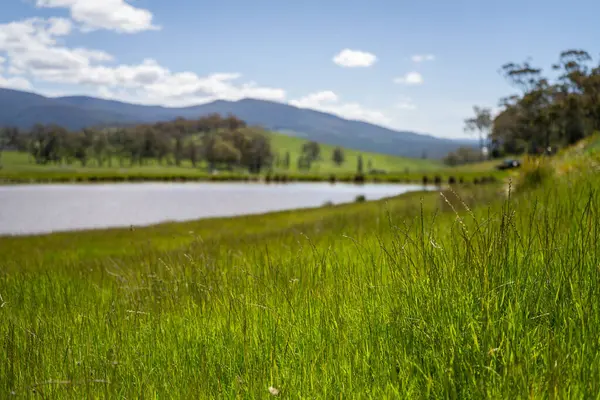 Green Pasture çiftliği sürdürülebilir tarım yapıyor Avustralya 'da yenilenebilir çiftliğin geleceği. Sağlıklı Toprak Yönetimi, Çevre Yönetimi ve Kırsal Peyzaj Gösterimi