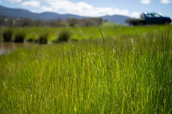 Yenileyici organik çiftçi, ot dokusu örnekleri alıyor ve bir çiftlikteki bitki gelişimine bakıyor. Bir çiftlikte sürdürülebilir tarım uygulaması