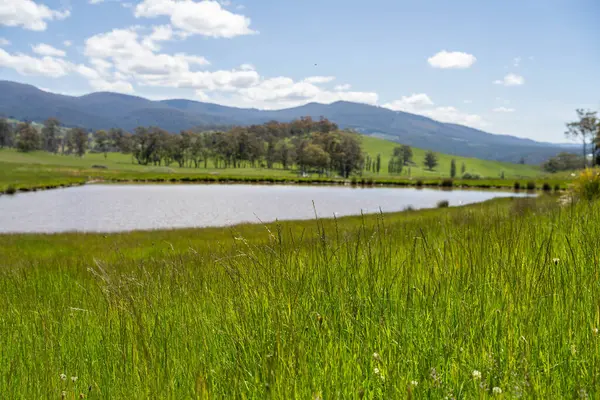 Yenileyici organik çiftçi, ot dokusu örnekleri alıyor ve bir çiftlikteki bitki gelişimine bakıyor. Bir çiftlikte sürdürülebilir tarım uygulaması