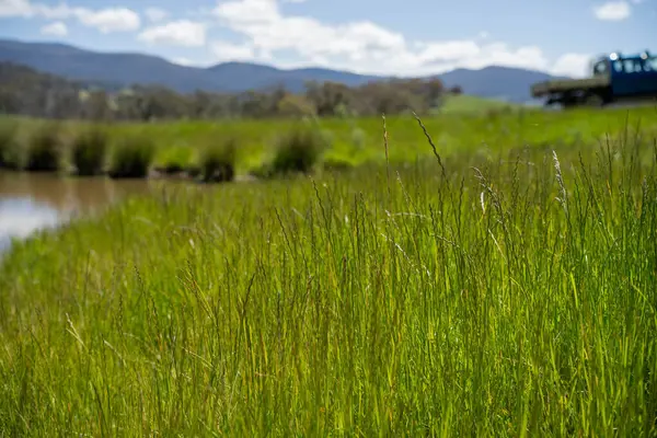 Green Pasture çiftliği sürdürülebilir tarım yapıyor Avustralya 'da yenilenebilir çiftliğin geleceği. Sağlıklı Toprak Yönetimi, Çevre Yönetimi ve Kırsal Peyzaj Gösterimi