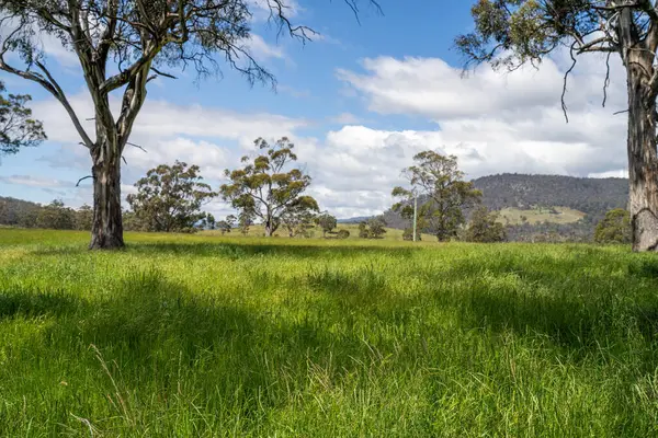 Altın Avustralya Çiftliği, yemyeşil çimleri, tarlada inekleri, sakızlı manzarası var. Geniş Kırsal Araziler ve Avustralya 'da sürdürülebilir yenilenebilir tarım için ilkbaharda