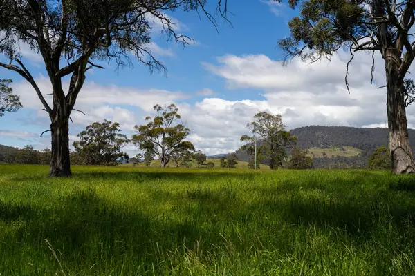 Green Pasture çiftliği sürdürülebilir tarım yapıyor Avustralya 'da yenilenebilir çiftliğin geleceği. Sağlıklı Toprak Yönetimi, Çevre Yönetimi ve Kırsal Peyzaj Gösterimi