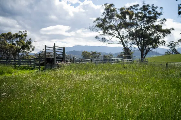 Avustralya Çiftliği 'ndeki sığır bahçelerine giden yemyeşil çayır. Tarım Altyapısı ve Yenilenebilir Çiftçiliğin Geleceği için Sürdürülebilir Arazi Yönetimi