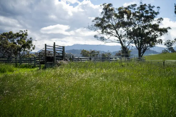 Avustralya Çiftliği 'ndeki sığır bahçelerine giden yemyeşil çayır. Tarım Altyapısı ve Yenilenebilir Çiftçiliğin Geleceği için Sürdürülebilir Arazi Yönetimi