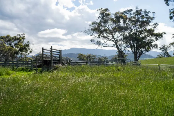 Avustralya Çiftliği 'ndeki sığır bahçelerine giden yemyeşil çayır. Tarım Altyapısı ve Yenilenebilir Çiftçiliğin Geleceği için Sürdürülebilir Arazi Yönetimi