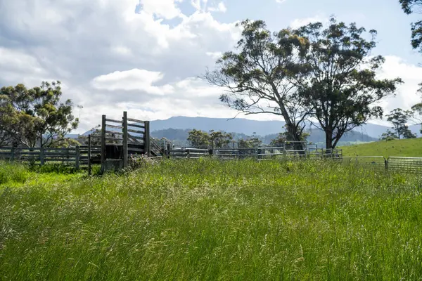 Avustralya Çiftliği 'ndeki sığır bahçelerine giden yemyeşil çayır. Tarım Altyapısı ve Yenilenebilir Çiftçiliğin Geleceği için Sürdürülebilir Arazi Yönetimi