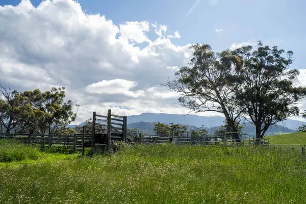 Avustralya Çiftliği 'ndeki sığır bahçelerine giden yemyeşil çayır. Tarım Altyapısı ve Yenilenebilir Çiftçiliğin Geleceği için Sürdürülebilir Arazi Yönetimi