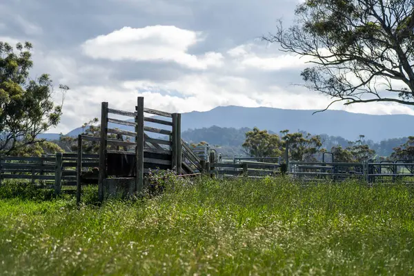Avustralya Çiftliği 'ndeki sığır bahçelerine giden yemyeşil çayır. Tarım Altyapısı ve Yenilenebilir Çiftçiliğin Geleceği için Sürdürülebilir Arazi Yönetimi