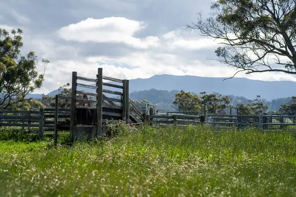 Avustralya Çiftliği 'ndeki sığır bahçelerine giden yemyeşil çayır. Tarım Altyapısı ve Yenilenebilir Çiftçiliğin Geleceği için Sürdürülebilir Arazi Yönetimi