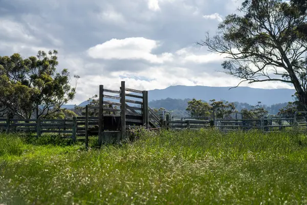 Avustralya Çiftliği 'ndeki sığır bahçelerine giden yemyeşil çayır. Tarım Altyapısı ve Yenilenebilir Çiftçiliğin Geleceği için Sürdürülebilir Arazi Yönetimi